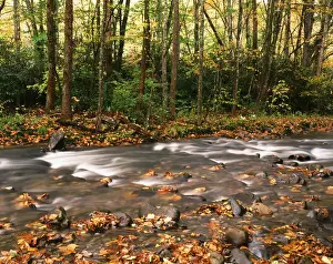 Images Dated 19th February 2013: USA, Tennessee, Great Smoky Mountains National Park, River flowing through forest