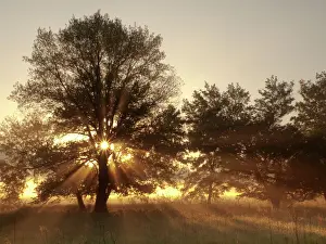 USA, Tennessee, Great Smoky Mountains National Park, Sunrise through fog and trees