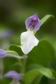 Images Dated 4th May 2015: USA, Tennessee, Great Smoky Mountains National Park. Showy orchis orchid close-up