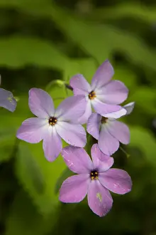 Images Dated 4th May 2015: USA, Tennessee, Great Smoky Mountains National Park. Wild blue phlox flower close-up