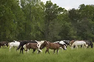 USA, Tennessee, Great Smoky Mountains National Park. Horses in Cades Cove pasture