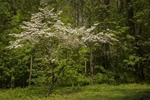 Images Dated 4th May 2015: USA, Tennessee, Great Smoky Mountains National Park. Flowering dogwood tree. Credit as
