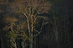 Images Dated 8th May 2015: USA, Tennessee, Great Smoky Mountains National Park. Sunset on forest. Credit as