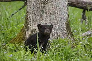 Images Dated 7th May 2015: USA, Tennessee, Great Smoky Mountains National Park. Black bear cub next to tree