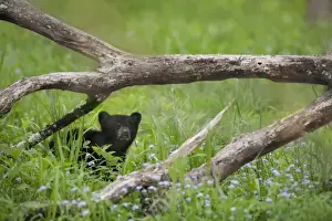 Images Dated 7th May 2015: USA, Tennessee, Great Smoky Mountains National Park. Cautious black bear cub. Credit as