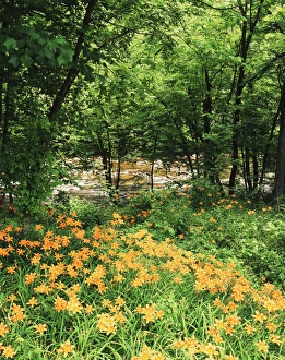 Images Dated 11th February 2013: USA, Tennessee, Great Smoky Mountains National Park, Trees and daylily along Little