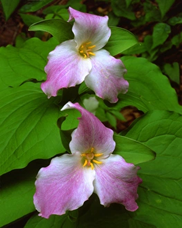 USA; Tennessee, Great Smoky Mountains National Park, Trllium Wildflowers