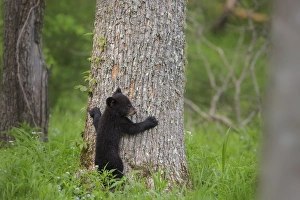Images Dated 7th May 2015: USA, Tennessee, Great Smoky Mountains National Park. Black bear cub prepares to climb tree