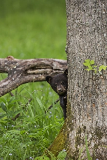 Images Dated 7th May 2015: USA, Tennessee, Great Smoky Mountains National Park. Cautious black bear cub. Credit as