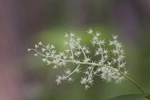 USA, Tennessee, Great Smoky Mountains National Park. False Solomons seal flowers