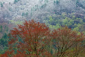 USA, Tennessee. Great Smoky Mountains National Park with late springtime snow