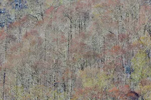 USA, Tennessee. Great Smoky Mountains National Park with late springtime snow