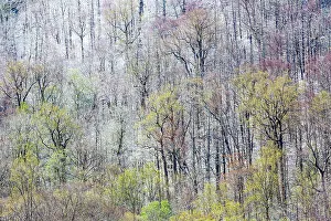 USA, Tennessee. Great Smoky Mountains National Park with late springtime snow