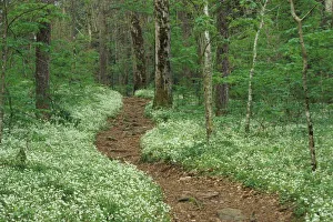 Blanket Prints: USA, Tennessee, Great Smoky Mountains NP, Footpath through Fringed Phacelia flowers