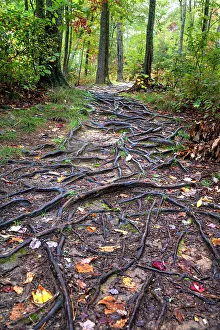Tennessee Prints: USA, Tennessee. Great Smoky Mountains path of tree roots and Fall leaves