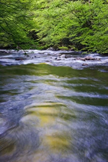 USA; Tennessee; Great Smoky Mt NP; Spring reflections in Middle Prong Little River