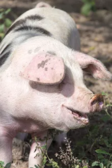 Trish Drury Prints: USA, Tennessee. Happy pig