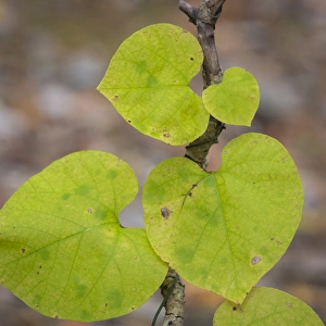 Heart Shape Prints: USA, Tennessee. Heart-shaped vine leaves