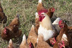 Images Dated 15th November 2021: USA, Tennessee. Pastured rooster and hens
