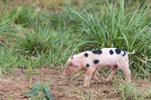 Athens Prints: USA, Tennessee. Piglet slyly smiles