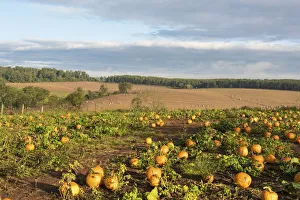 Tractor Prints: USA, Tennessee. Pumpkin patch and agricultural fields wiyh hay bales in morning light