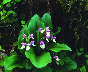 Images Dated 6th May 2014: USA; Tennessee; Showy Orchis Wildflowers in Great Smoky Mountain National Park
