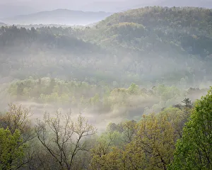 Misty Prints: USA, Tennessee, Smokey Mountains National Park. Sunrise mist on mountain forest
