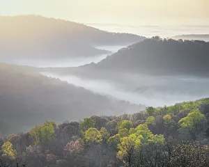 Images Dated 14th December 2022: USA, Tennessee, Smokey Mountains National Park. Sunrise mist on mountain forest