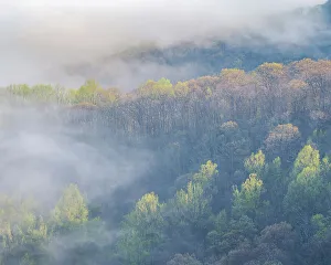 Images Dated 14th December 2022: USA, Tennessee, Smokey Mountains National Park. Sunrise mist on mountain forest