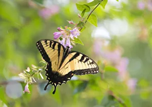 USA, Tennessee. Tiger Swallowtail gets nectar from glossy abelia flowers USA, Tennessee. Tiger Swallowtail gets nectar from glossy abelia flowers