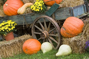 Images Dated 23rd September 2006: USA, Tennessee, Townsend. Wooden wagon and Halloween display