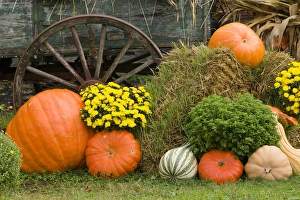 Squash Prints: USA, Tennessee, Townsend. Wooden wagon and Halloween display