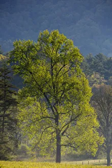 Smoky Prints: USA, Tennessee. Tree in morning light in field at Cades Cove