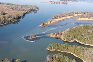 Images Dated 15th November 2021: USA, Tennessee. White pelicans curve around islet Tennessee River