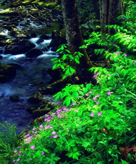 Moss Gallery: USA, Tennessee, Wildflowers along a stream in The Great Smoky Mountains