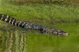 USA, Texas, Anahuac National Wildlife Refuge. Juvenile American alligator slides into pond