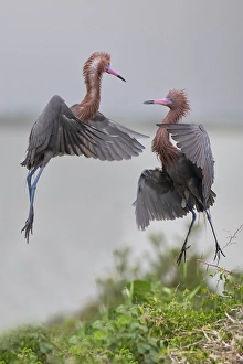 Shrub Prints: USA, Texas, Aransas County. Aransas Bay, reddish egret in nest territory dispute