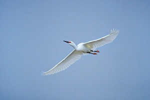 Wading Bird Prints: USA, Texas, Aransas County. Aransas Bay, snowy egret in flight