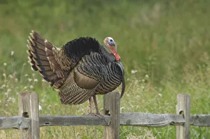 USA, Texas, Aransas National Wildlife Refuge, Wild Turkey (Meleagris gallopavo)