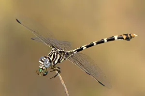 Austin Prints: USA, Texas, Austin. Female five-striped leaftail dragonfly eating a beetle