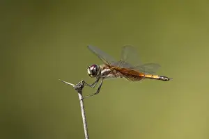 Dead Prints: USA, Texas, Austin. Female striped saddlebags dragonfly perches on a dead flower stem