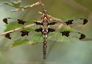 Austin Prints: USA, Texas, Austin. Male prince baskettail dragonfly on branch