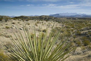 Images Dated 10th December 2005: USA-TEXAS-Big Bend Area-Big Bend National Park: Desert & Chisos Mountains