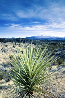 Images Dated 10th December 2005: USA-TEXAS-Big Bend Area-Big Bend National Park: Desert & Chisos Mountains