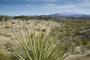 USA-TEXAS-Big Bend Area-Big Bend National Park: Desert & Chisos Mountains