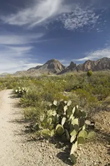 USA-TEXAS-Big Bend Area-Big Bend National Park: Hiking Trail & Chisos Mountains