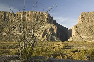 Images Dated 10th December 2005: USA-TEXAS-Big Bend Area-Big Bend National Park: Santa Elena Canyon & Ocatillo Plant