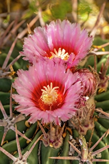 Cactus Prints: USA, Texas, Big Bend National Park. Blooming horse crippler cactus