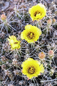 Cactus Prints: USA, Texas, Big Bend National Park. Blooming club cholla cactus