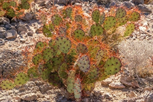 Cactus Prints: USA, Texas, Big Bend National Park. Close-up of backlit prickly pear cactus